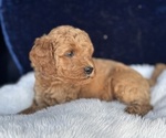 Small #7 Goldendoodle (Miniature)