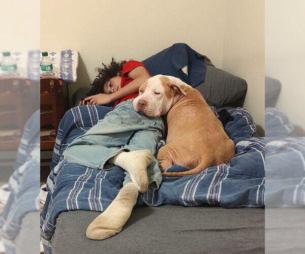 Medium Photo #4 American Pit Bull Terrier-Bulldog Mix Puppy For Sale in Arlington, VA, USA