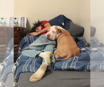 Small #3 American Pit Bull Terrier-Bulldog Mix