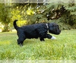 Small Photo #6 Portuguese Water Dog Puppy For Sale in RIGBY, ID, USA