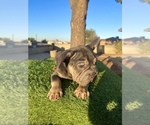 Small #9 French Bulldog