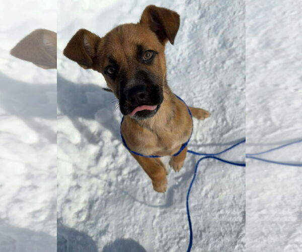 Medium Photo #8 Mutt Puppy For Sale in Germantown, OH, USA