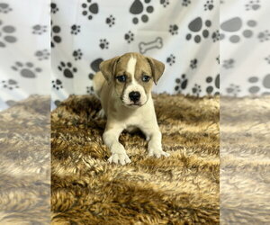 Australian Shepherd-Unknown Mix Dogs for adoption in SHERBURNE, NY, USA