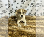 Small Australian Shepherd Mix