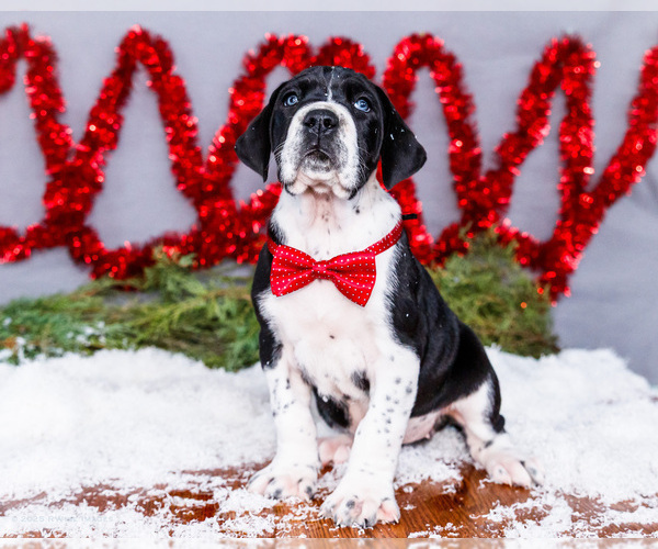 Medium Photo #11 Great Dane Puppy For Sale in WAKARUSA, IN, USA