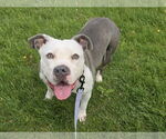Small #4 American Pit Bull Terrier Mix
