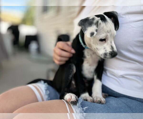 Medium Photo #4 Mutt Puppy For Sale in Sandy, UT, USA