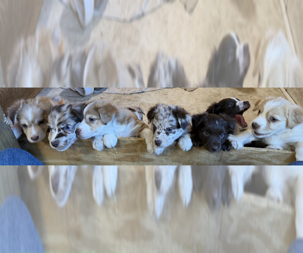 Medium Photo #1 Australian Shepherd Puppy For Sale in CLINTON, NC, USA