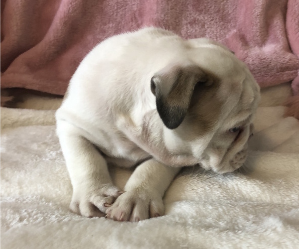 Medium Photo #17 English Bulldog Puppy For Sale in CHARLESTON, SC, USA