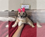 Small #22 Maltipoo