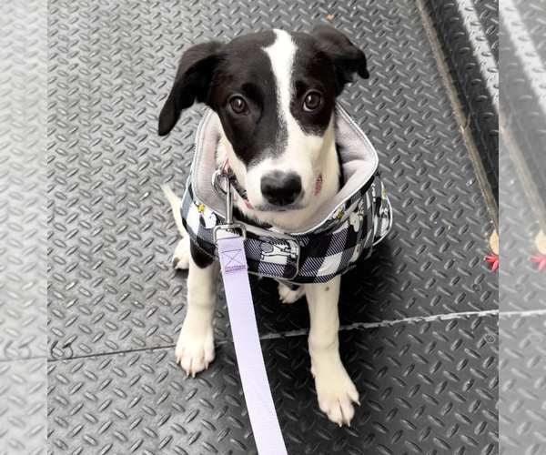 Medium Photo #1 Mutt Puppy For Sale in Brooklyn, NY, USA