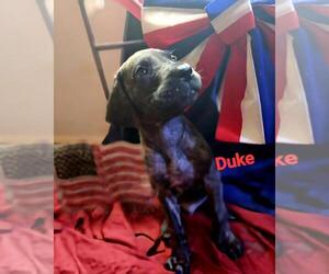 Great Dane Puppy for sale in LEHIGH ACRES, FL, USA
