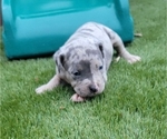 Small Photo #11 American Bully Puppy For Sale in NEW BERN, NC, USA