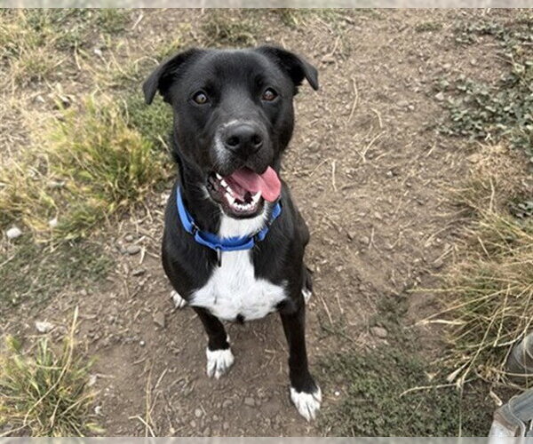 Medium Photo #1 Shepradors Puppy For Sale in McKinleyville, CA, USA