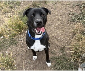 Shepradors Dogs for adoption in McKinleyville, CA, USA