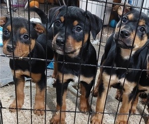Australian Cattle Dog-Rottweiler Mix Puppy for sale in NORTH HIGHLANDS, CA, USA
