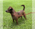 Small #1 Dachshund