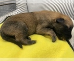 Small Photo #265 Belgian Malinois Puppy For Sale in REESEVILLE, WI, USA