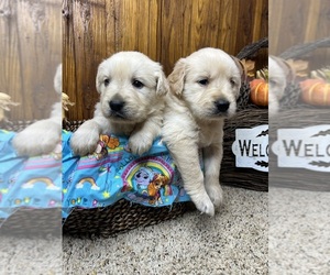 Golden Retriever Puppy for sale in NEOLA, WV, USA