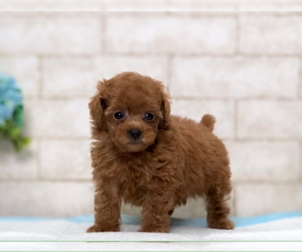 Medium Photo #5 Poodle (Miniature) Puppy For Sale in LOS ANGELES, CA, USA