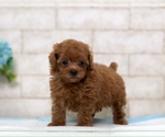Small Photo #5 Poodle (Miniature) Puppy For Sale in LOS ANGELES, CA, USA