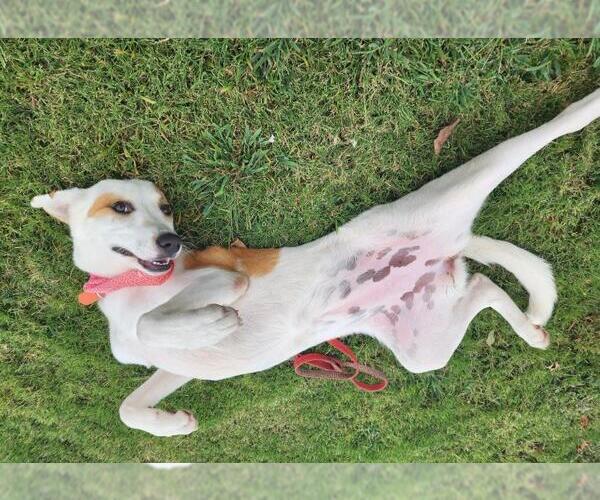 Medium Photo #2 Australian Shepherd-Unknown Mix Puppy For Sale in McDonough, GA, USA