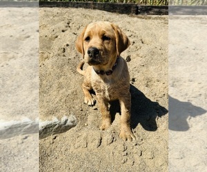 Labrador Retriever Puppy for sale in SYRACUSE, IN, USA