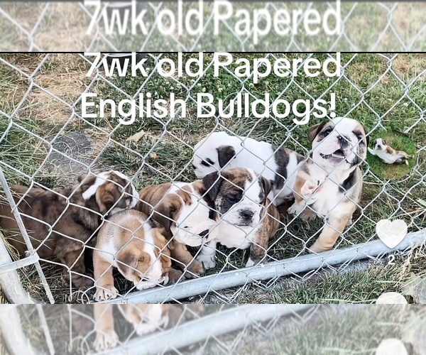 Medium Photo #1 English Bulldog Puppy For Sale in SALEM, OR, USA