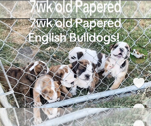 English Bulldog Puppy for sale in SALEM, OR, USA