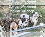 Image preview for Ad Listing. Nickname: Litter of 6