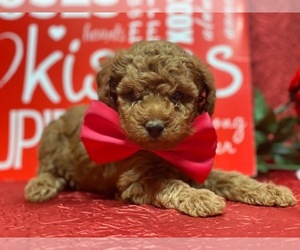 Poodle (Toy) Puppy for sale in LANCASTER, PA, USA