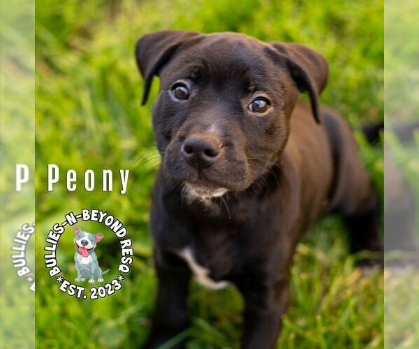 Medium Photo #1 Labrador Retriever-Staffordshire Bull Terrier Mix Puppy For Sale in Omaha, NE, USA