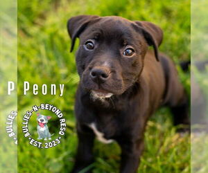 Staffordshire Bull Terrier-Unknown Mix Dogs for adoption in Omaha, NE, USA