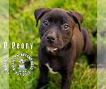 Small Staffordshire Bull Terrier Mix