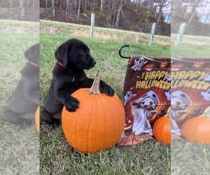 Labrador Retriever Puppy for sale in NEOLA, WV, USA