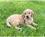 Small #2 Golden Retriever