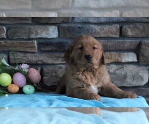 Golden Retriever Puppy for sale in FREDERICKSBURG, OH, USA