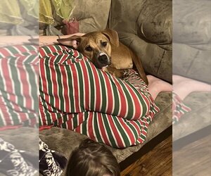 Labrador Retriever-Unknown Mix Dogs for adoption in Greensboro, NC, USA