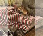 Small Labrador Retriever Mix