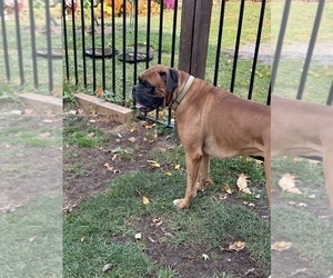 Father of the Boxer puppies born on 12/27/2025