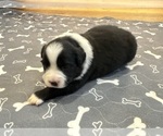Small Photo #54 Australian Shepherd Puppy For Sale in SALISBURY, NC, USA