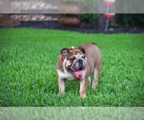 Medium Photo #1 Bulldog Puppy For Sale in HOUSTON, TX, USA
