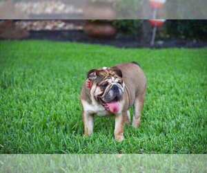 Bulldog Puppy for sale in HOUSTON, TX, USA