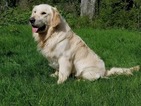 Small Photo #1 Golden Retriever Puppy For Sale in MCCLEARY, WA, USA