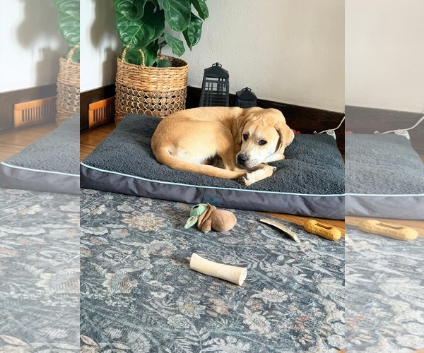 Medium Photo #2 Pyrenees Catahoula Puppy For Sale in New London, WI, USA