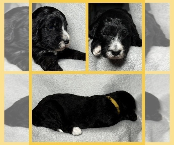 Medium Photo #1 Goldendoodle Puppy For Sale in HOWARD CITY, MI, USA