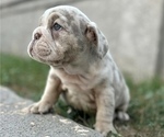 Small Photo #3 English Bulldog Puppy For Sale in BEAVERTON, OR, USA