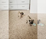 Small #3 Pug