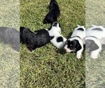 Small #3 Dachshund