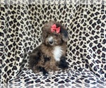 Small #8 ShihPoo